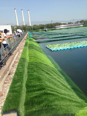 污水滋養綠意生 探秘山西污水處理廠的生態革新
